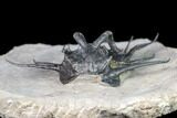Dicranurus Trilobite - Free Standing Spines! #161341-3